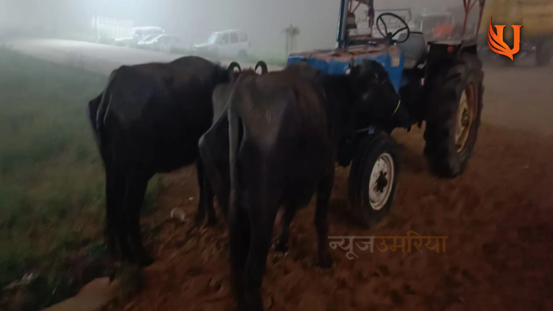 भैंस हुई चोरी रिपोर्ट लिखाने गए तो भैंस खड़ी मिली थाने में