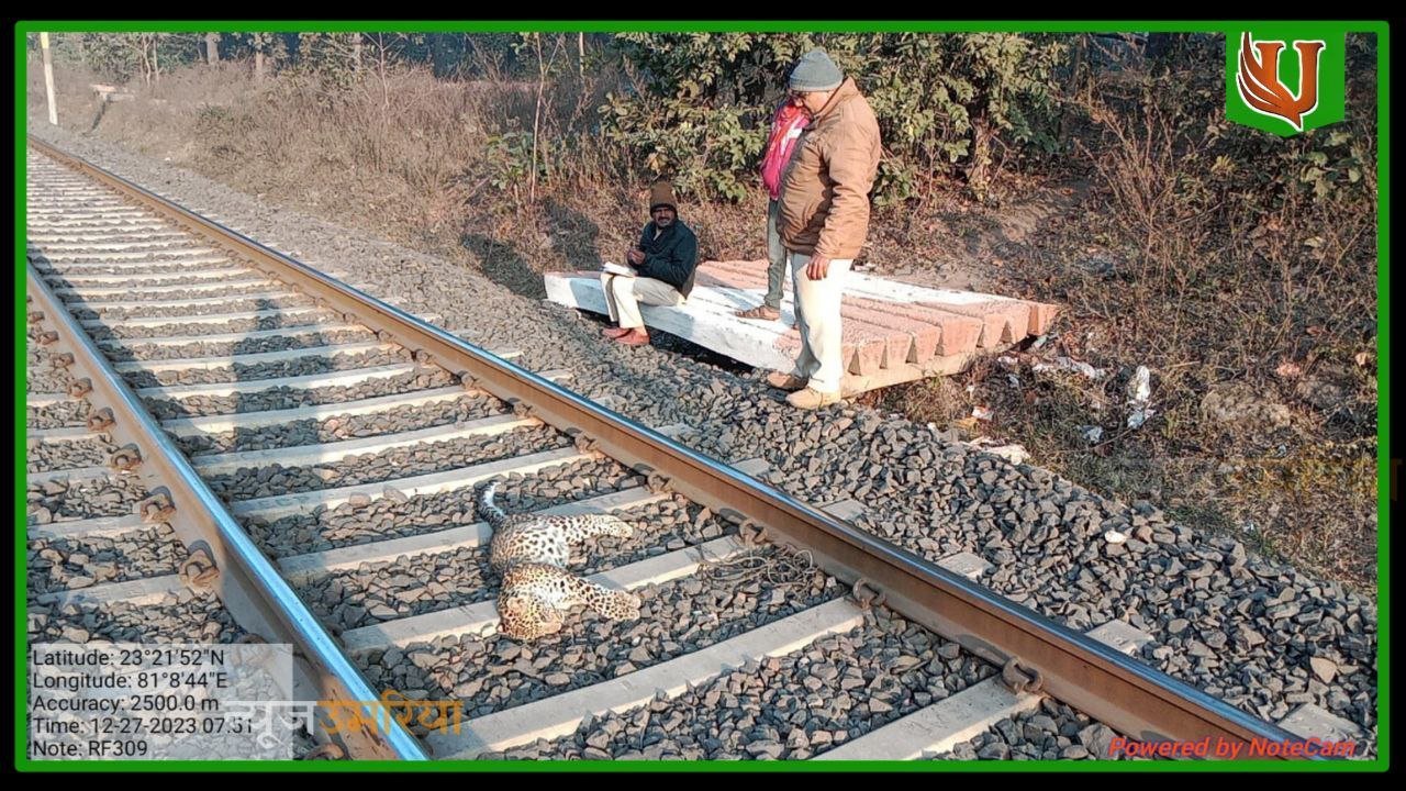 घुनघुटी-पाली के बीच मोर्चा फाटक के पास मादा तेंदुआ हुआ रन ओवर