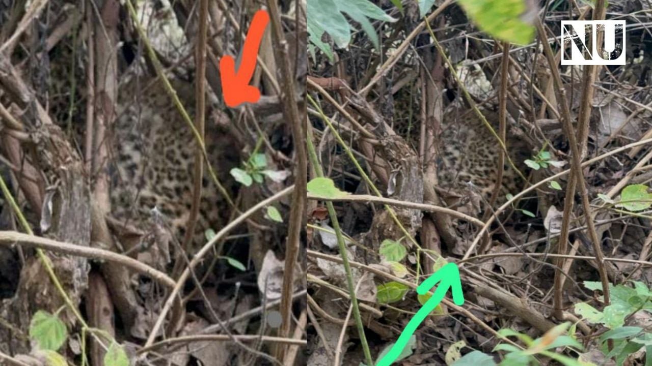 सोन नदी के किनारे लैंटाना की झाड़ियों में मिले तेंदुए के 2 शावक