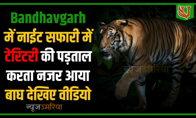 Bandhavgarh में नाईट सफारी में टेरिटरी की पड़ताल करता नजर आया बाघ देखिए वीडियो