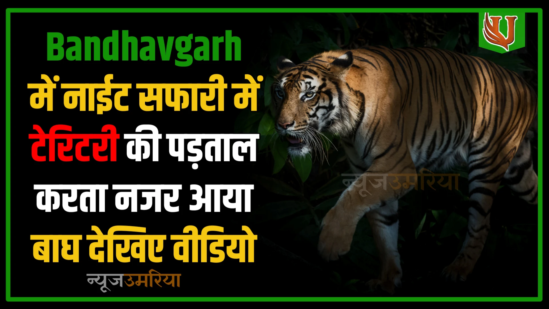 Bandhavgarh में नाईट सफारी में टेरिटरी की पड़ताल करता नजर आया बाघ देखिए वीडियो