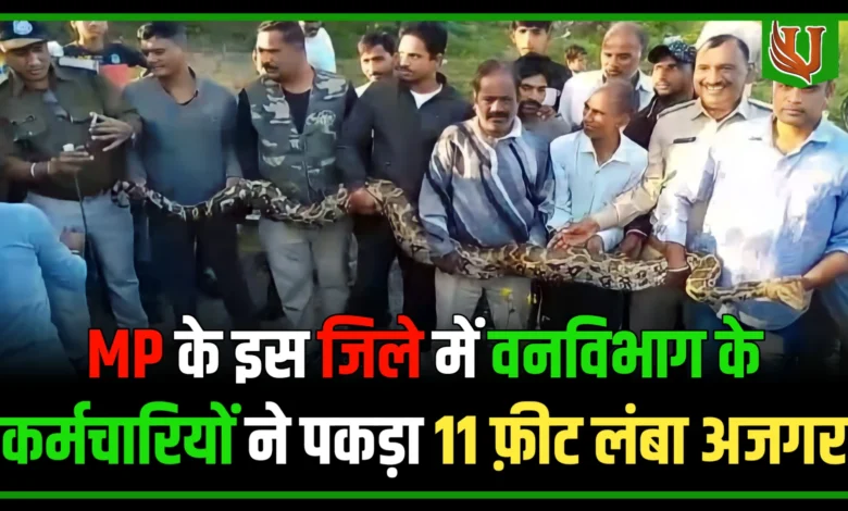 MP के इस जिले में वनविभाग के कर्मचारियों ने पकड़ा 11 फ़ीट लंबा अजगर