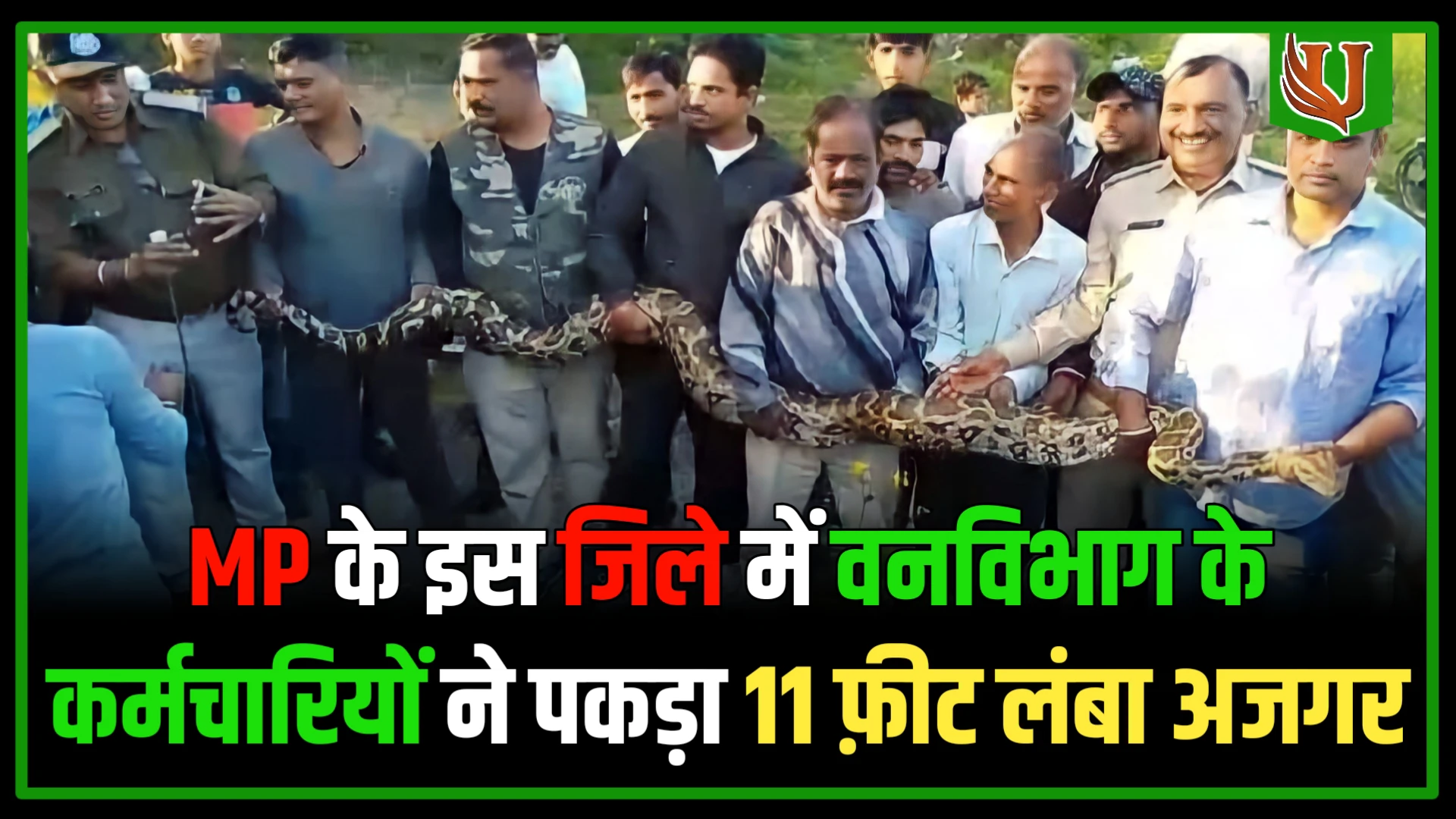 MP के इस जिले में वनविभाग के कर्मचारियों ने पकड़ा 11 फ़ीट लंबा अजगर