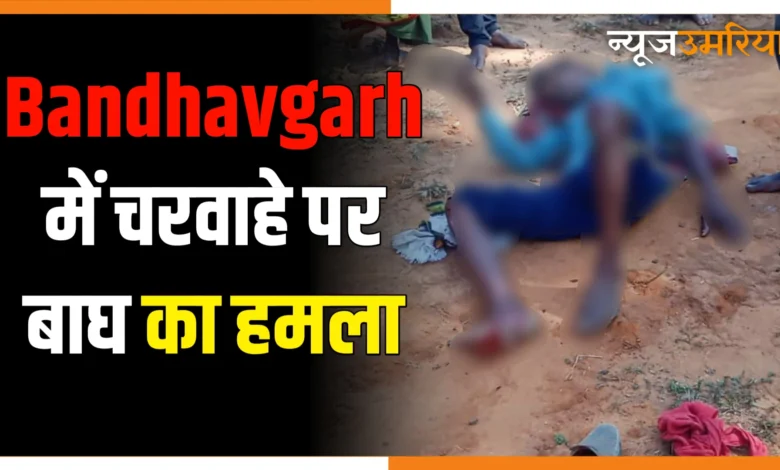 Bandhavgarh में झाड़ियों में छिपे बाघ ने चरवाहे पर हमला कर किया घायल