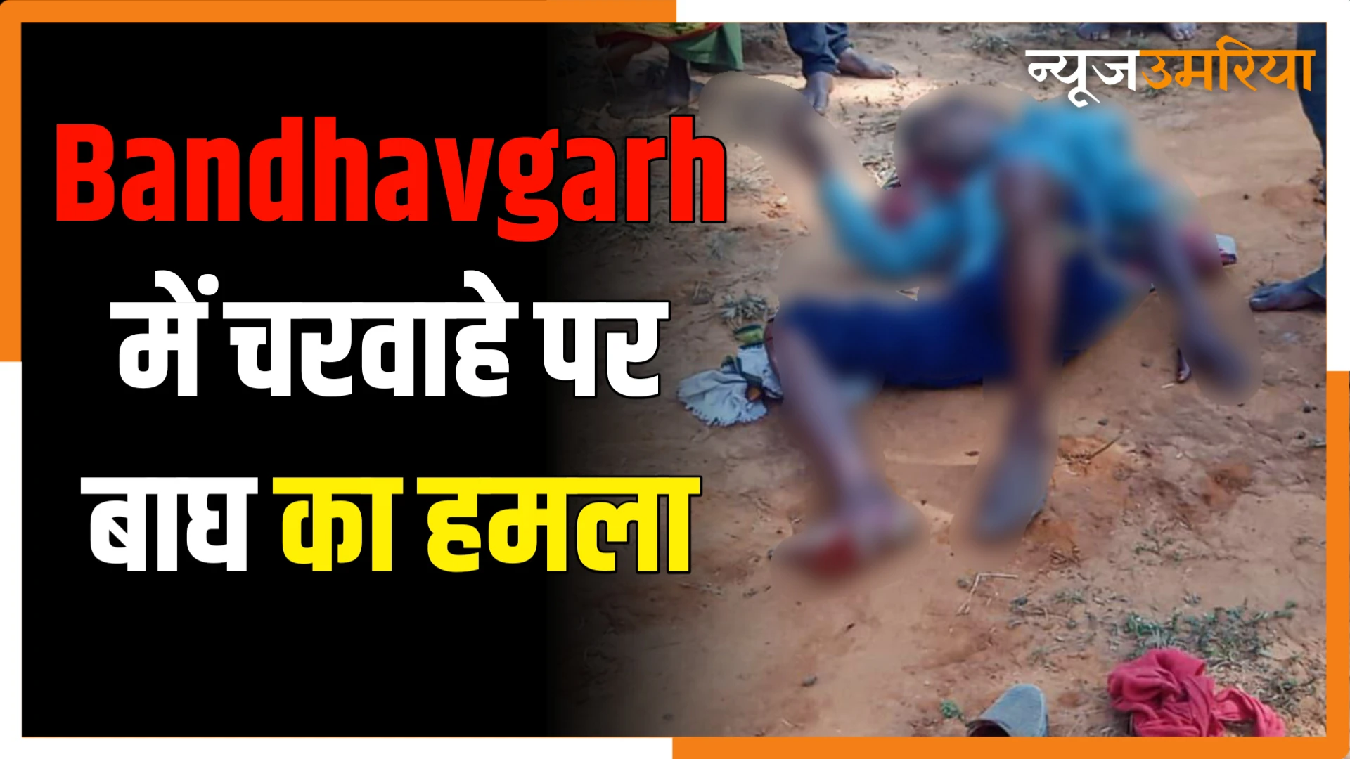 Bandhavgarh में झाड़ियों में छिपे बाघ ने चरवाहे पर हमला कर किया घायल