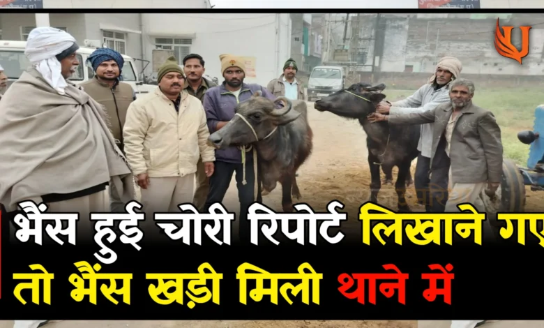 भैंस हुई चोरी रिपोर्ट लिखाने गए तो भैंस खड़ी मिली थाने में