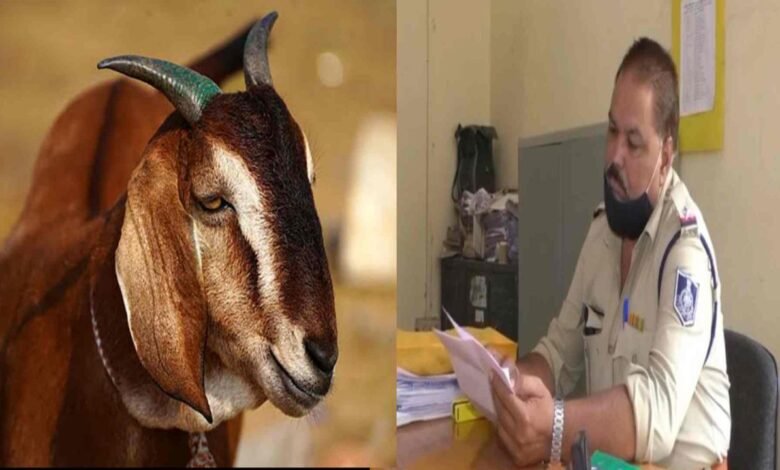 Indore रातोंरात 10 बकरे हो गए चोरी पुलिस ने अपराध किया दर्ज तलास जारी