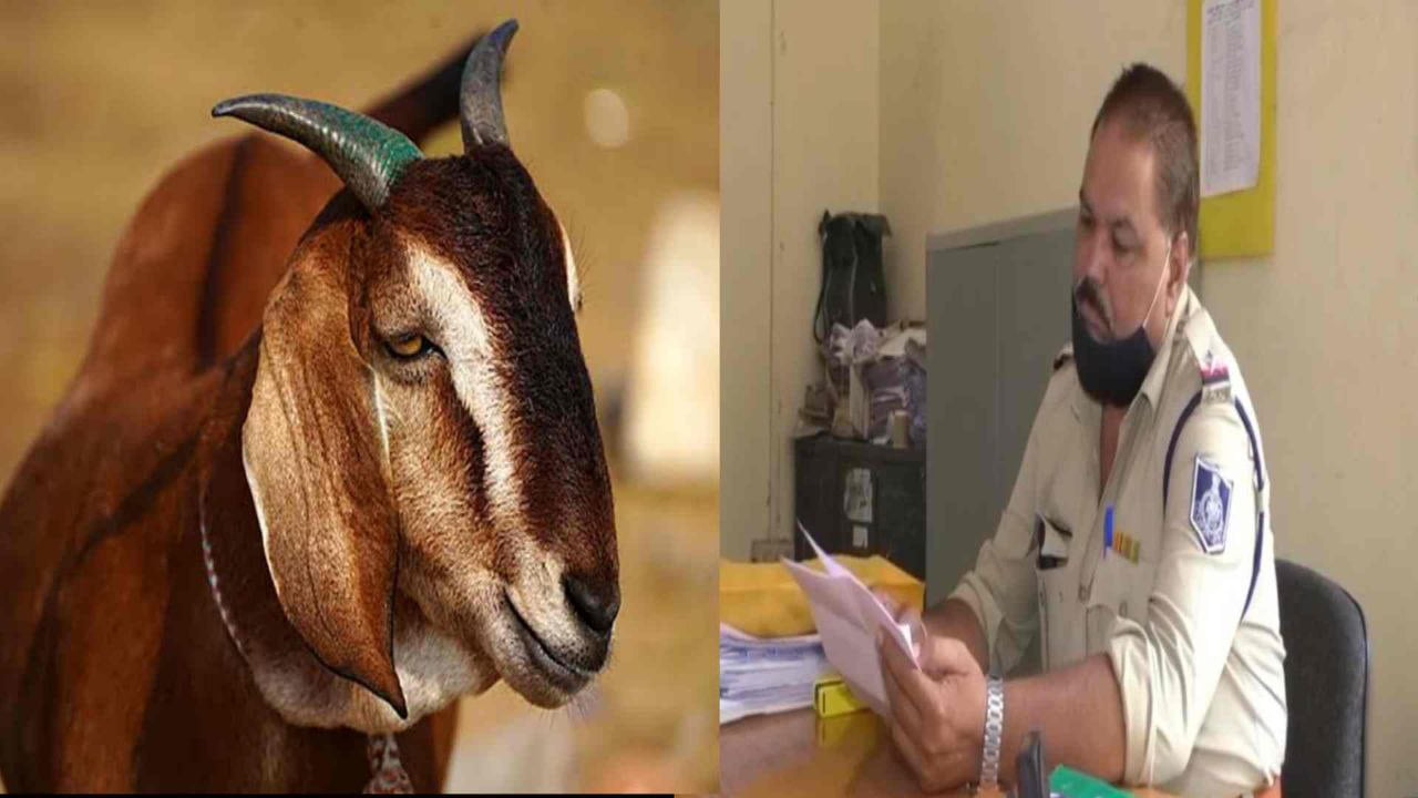 Indore रातोंरात 10 बकरे हो गए चोरी पुलिस ने अपराध किया दर्ज तलास जारी