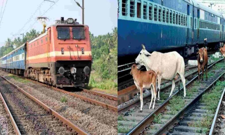 अमरकंटक Express के सामने आया गायों का झुंड 40 की मौत 5 से ज्यादा घायल