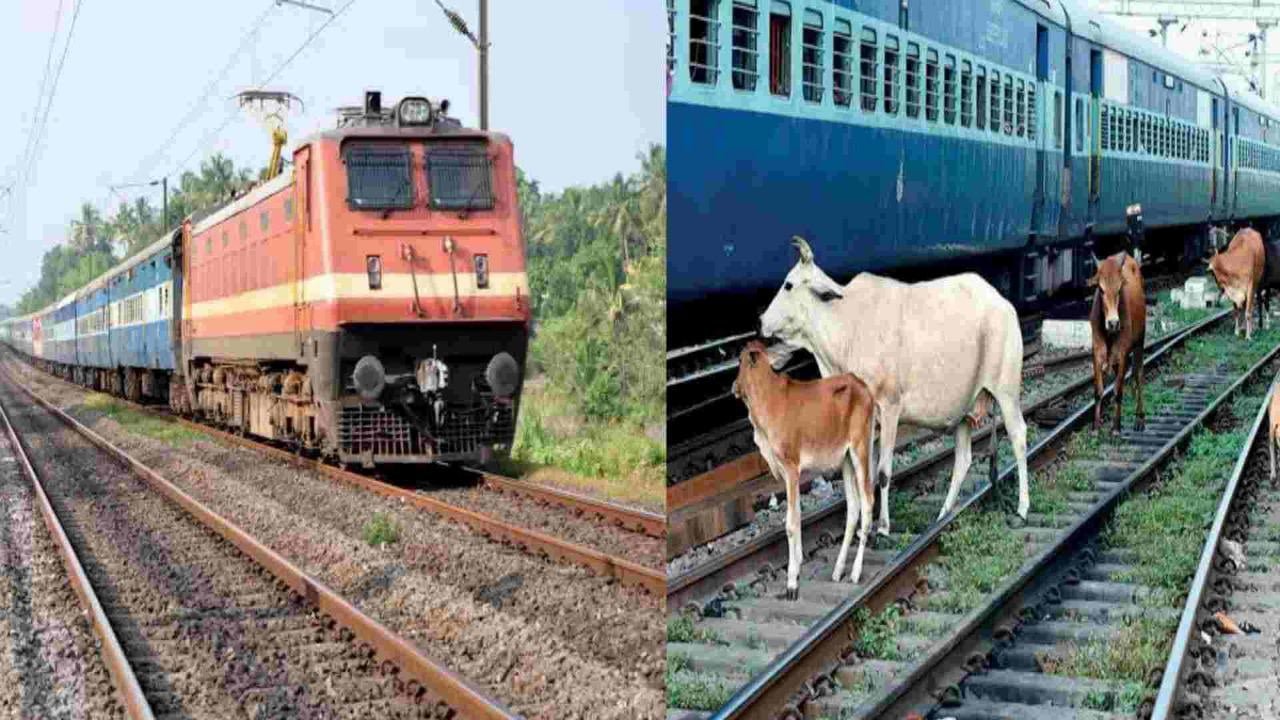 अमरकंटक Express के सामने आया गायों का झुंड 40 की मौत 5 से ज्यादा घायल