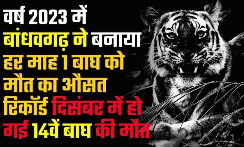 वर्ष 2023 में बांधवगढ़ ने बनाया हर माह 1 बाघ को मौत का औसत रिकॉर्ड दिसंबर में हो गई 14 वें बाघ की मौत