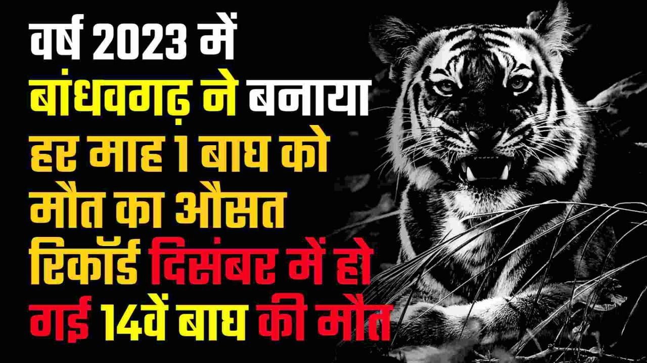 वर्ष 2023 में बांधवगढ़ ने बनाया हर माह 1 बाघ को मौत का औसत रिकॉर्ड दिसंबर में हो गई 14 वें बाघ की मौत