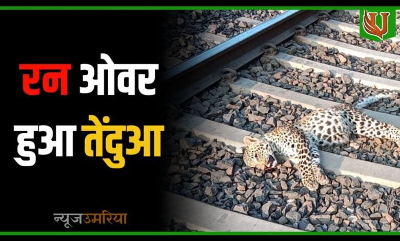 घुनघुटी-पाली के बीच मोर्चा फाटक के पास मादा तेंदुआ हुआ रन ओवर