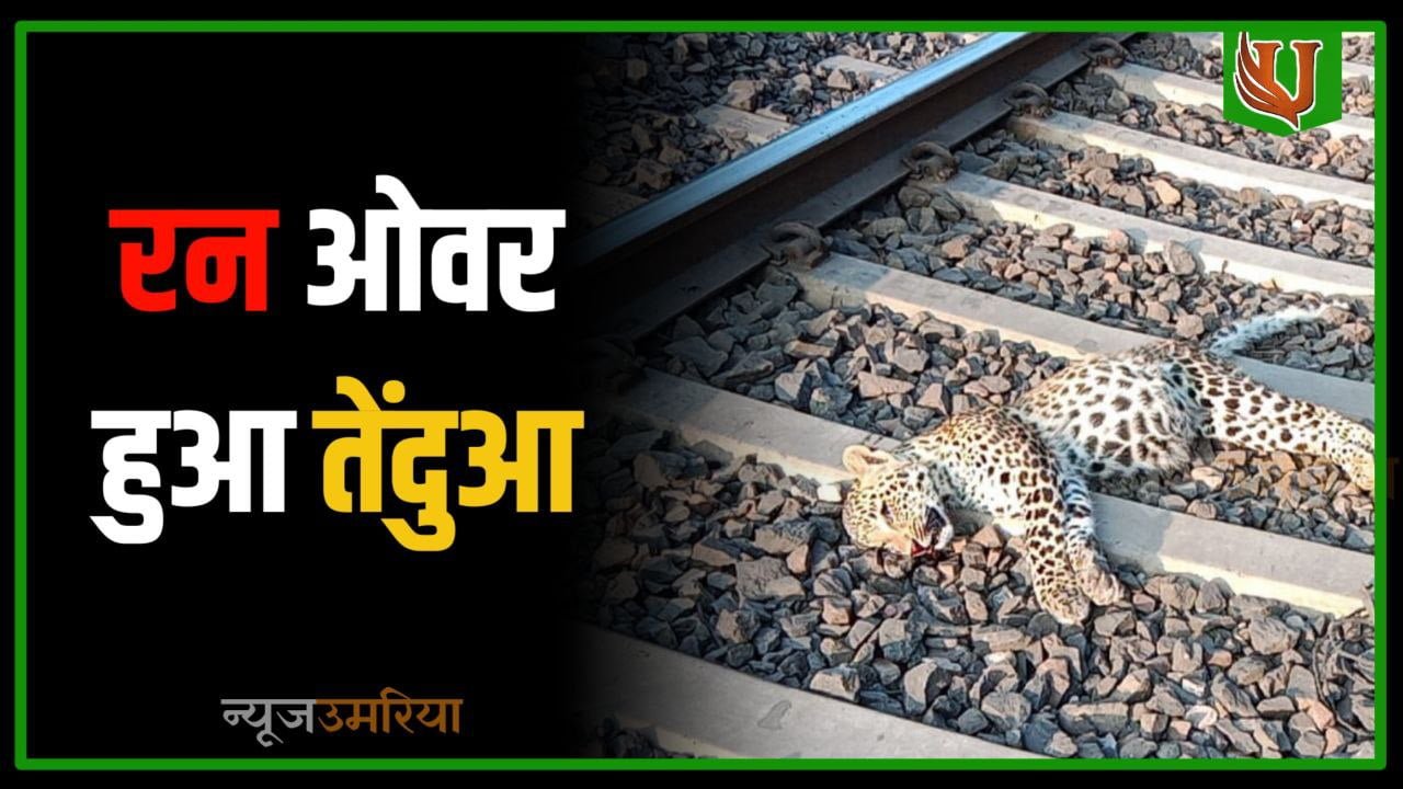 घुनघुटी-पाली के बीच मोर्चा फाटक के पास मादा तेंदुआ हुआ रन ओवर