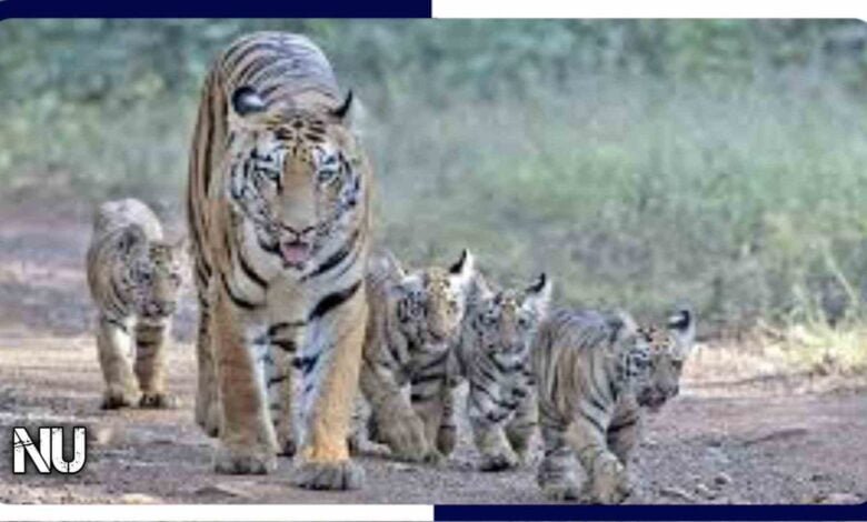 Wild Life : बाघिन जुगनी अपने चार 4 शावकों के साथ आई नजर