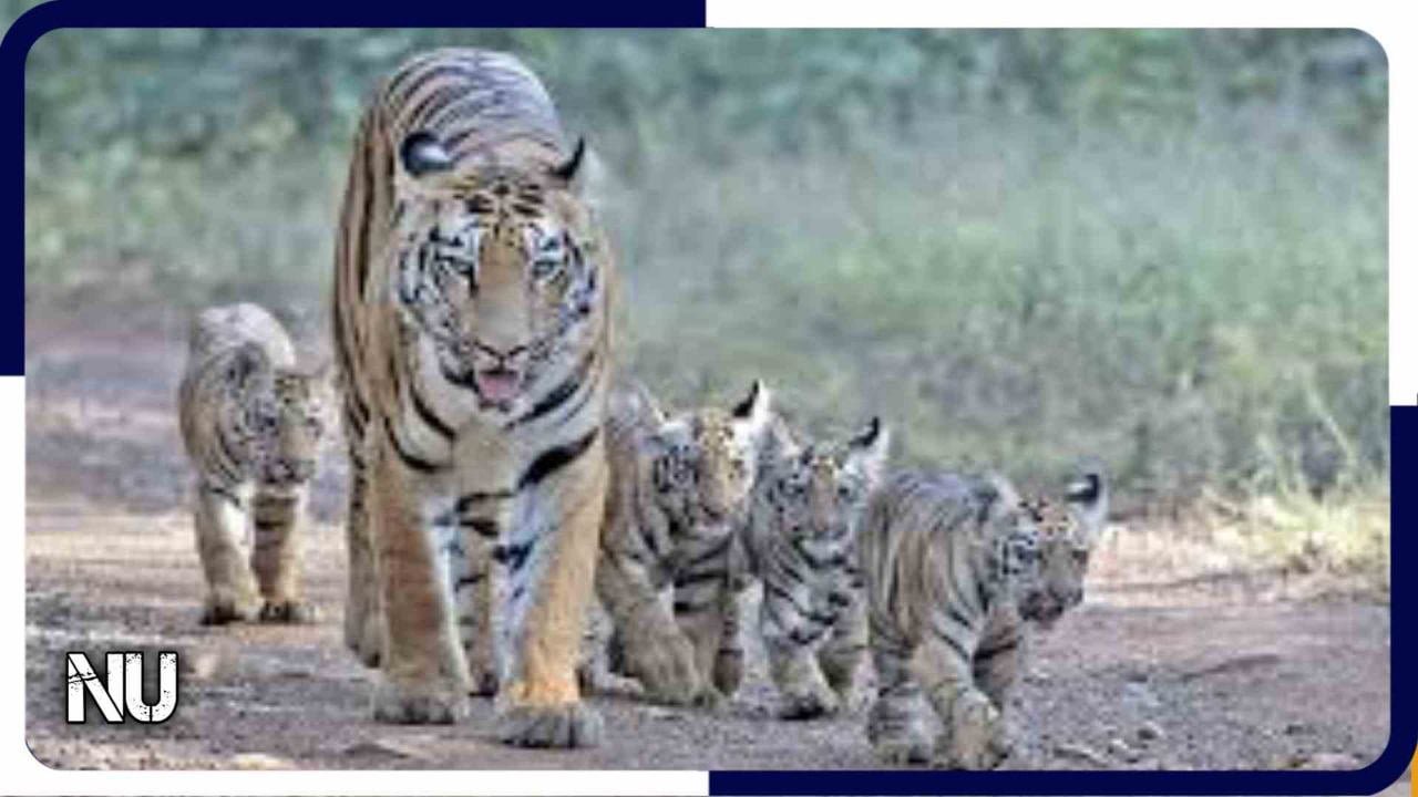 Wild Life : बाघिन जुगनी अपने चार 4 शावकों के साथ आई नजर