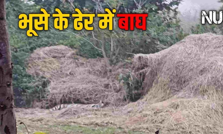 Umaria के इस गाँव मे भूसे के ढेर में आराम फरमाता बाघ आया नजर