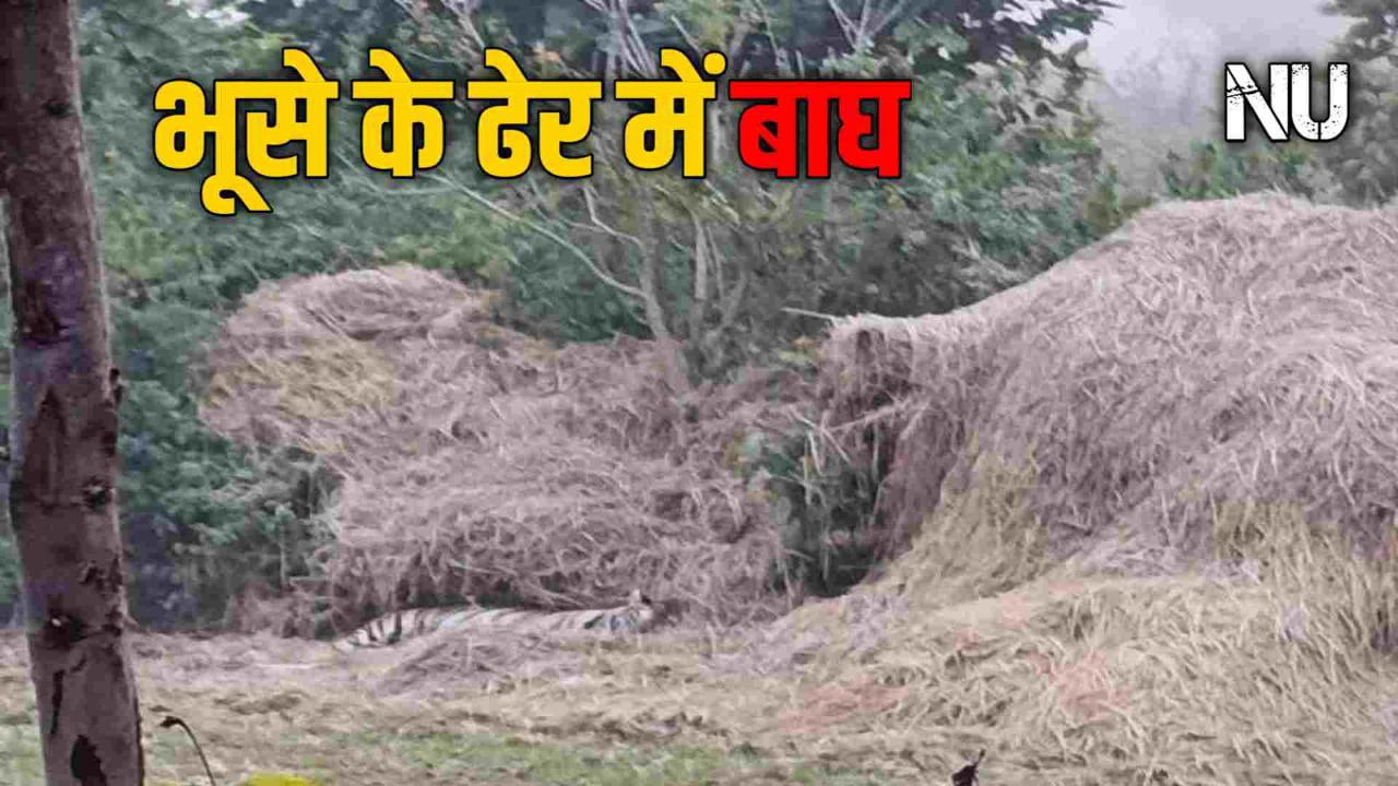 Umaria के इस गाँव मे भूसे के ढेर में आराम फरमाता बाघ आया नजर