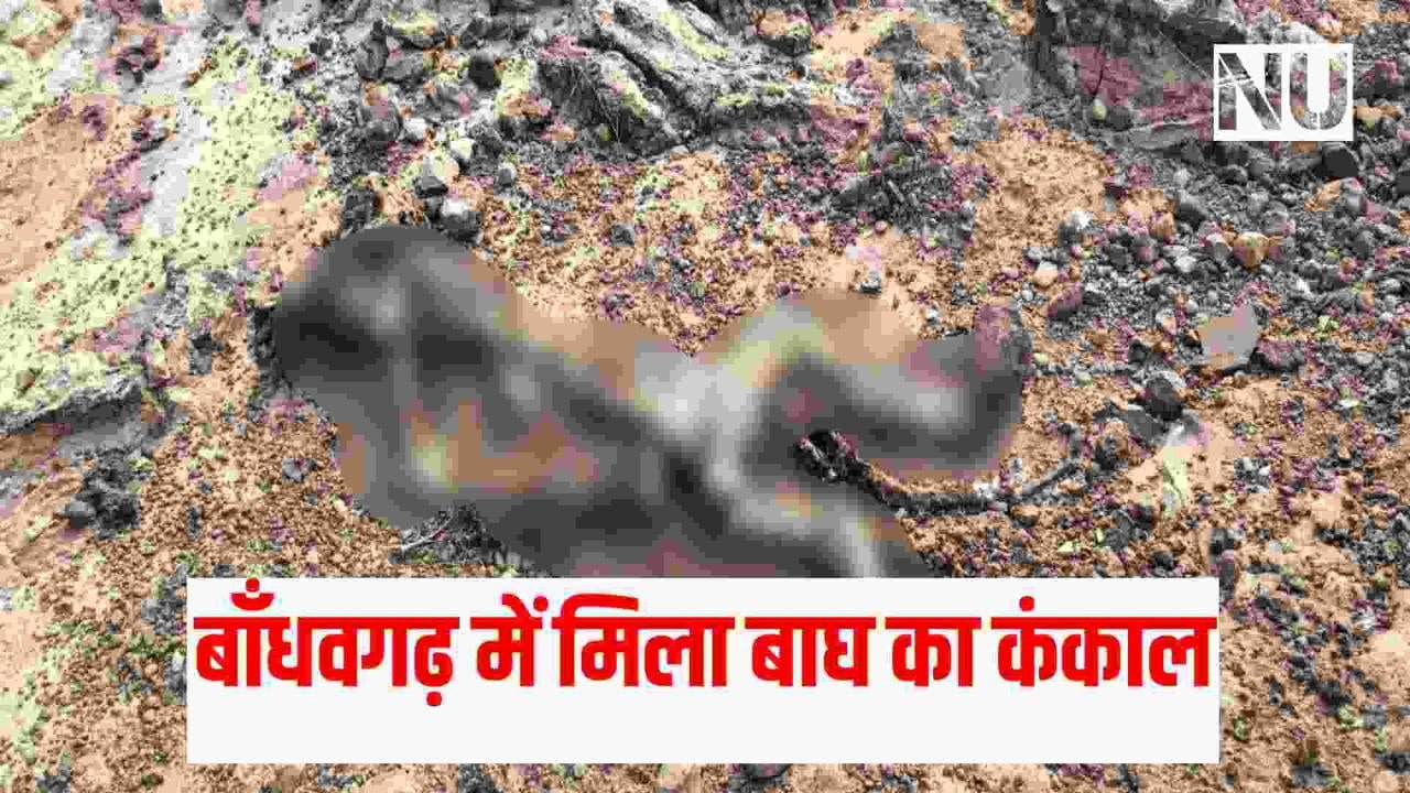 Breaking News : Bandhavgarh Tiger Reserve में मिला बाघ शावक का कंकाल