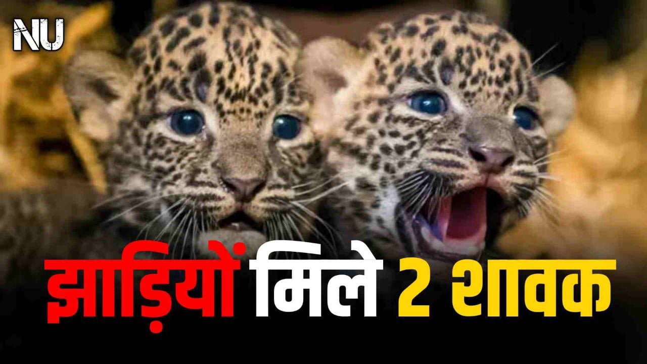 सोन नदी के किनारे लैंटाना की झाड़ियों में मिले तेंदुए के 2 शावक