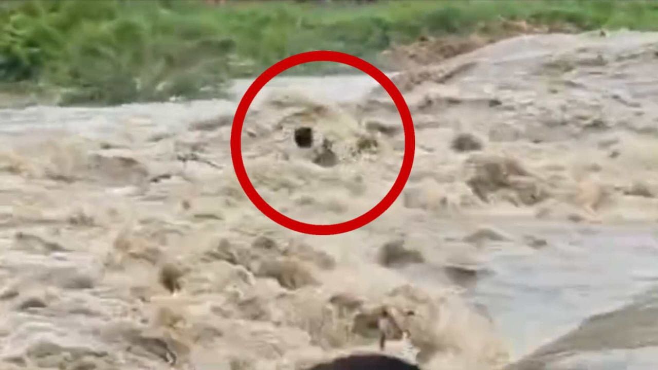 SDRF ने बचाई बीच धार में फंसे युवक की जान