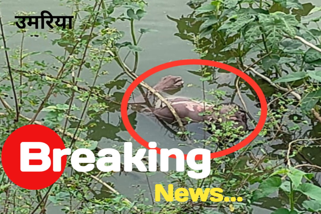 नरवार में तालाब में डूबे युवक लाला कोल का मिला शव